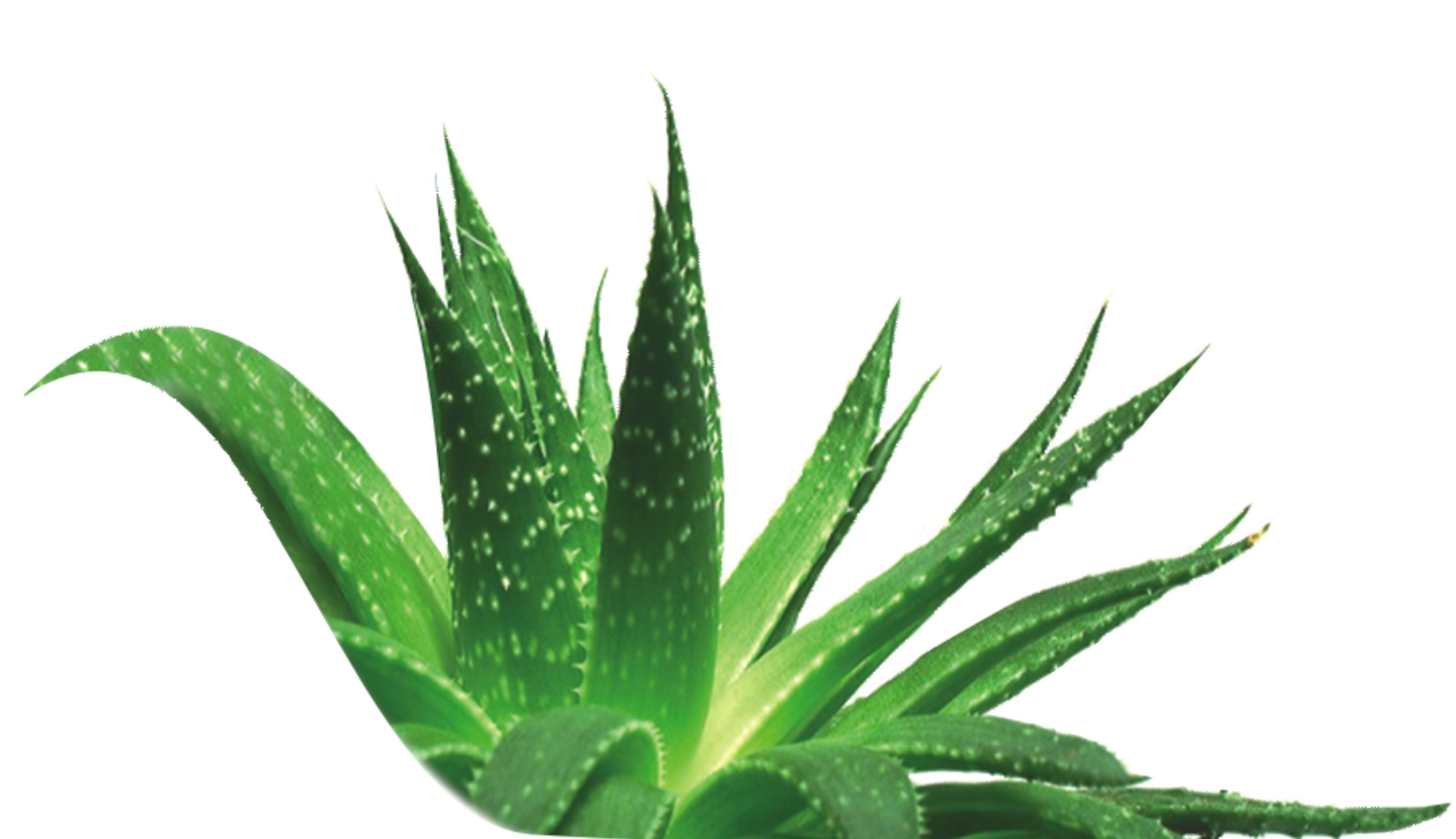 Aloe Vera Jeli Faydaları