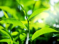 Yeşil Çay Yağı Ne İşe Yarar?