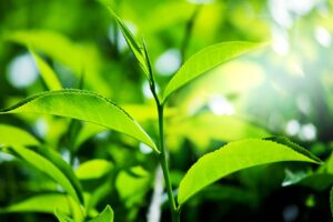 Yeşil Çay Yağı Ne İşe Yarar?