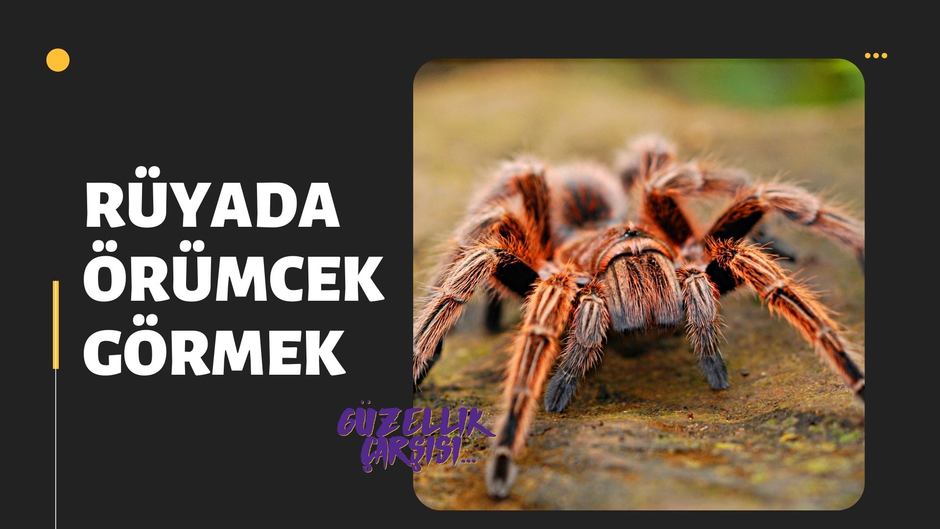 Rüyada Örümcek Görmek | Rüyada Örümcek Görmek Ne Demek?