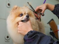Pomeranian Boo Tüy Bakımı