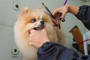 Pomeranian Boo Tüy Bakımı